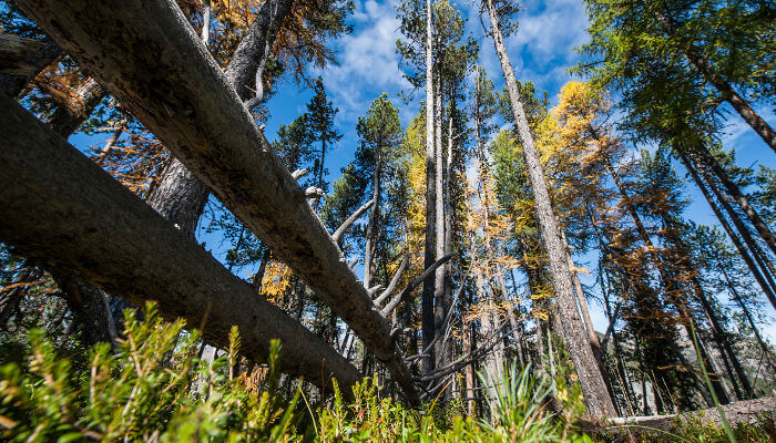 Waldstück mit umgefallenen Bäumen im Nationalpark