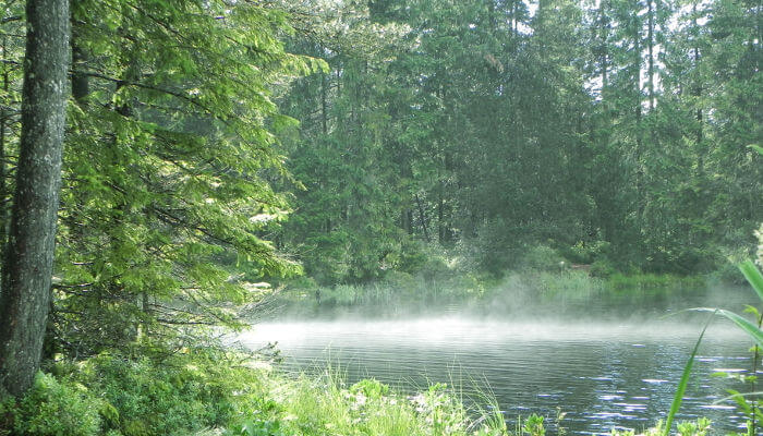 Nebel über See am Waldrand
