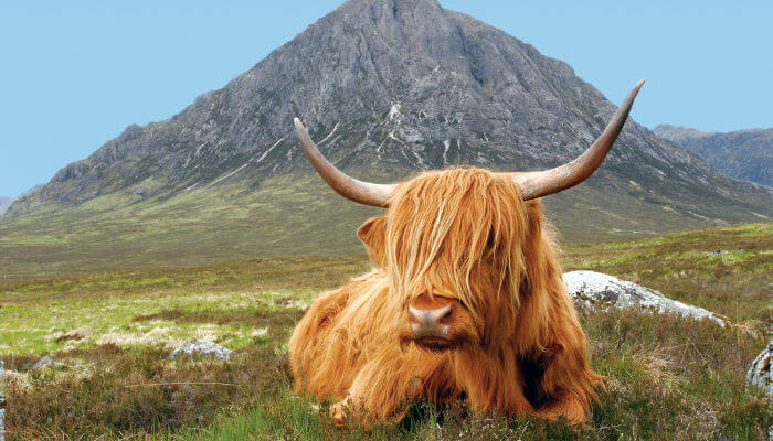 Schottisches Rind liegt auf einer Weide in den Highlands