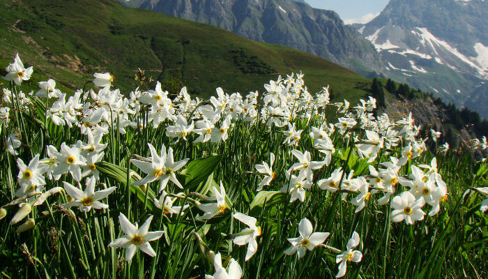 Weiss blühende Bergnarzissen in Seewis im Frühling