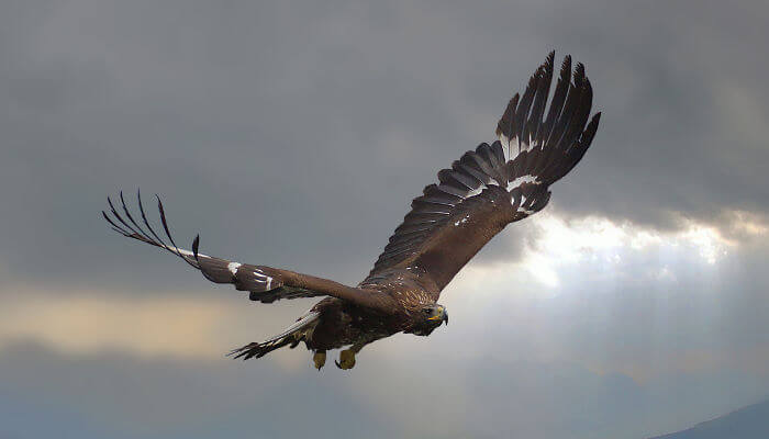 Adler mit offenen Flügel am bedeckten Himmel