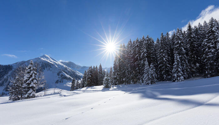 Tannenwald mit Schneebedeckter Wiese bei Sonnenschein im Winter