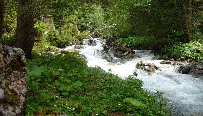 Tosender Fluss durch den Wald im Sommer