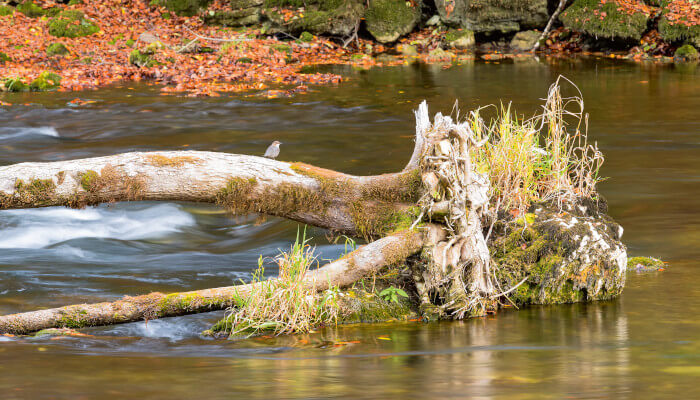 Holzstamm mitten im Fluss Doubs im Herbst