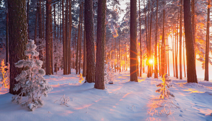 Sonnenaufgang bei Schnee im Wald