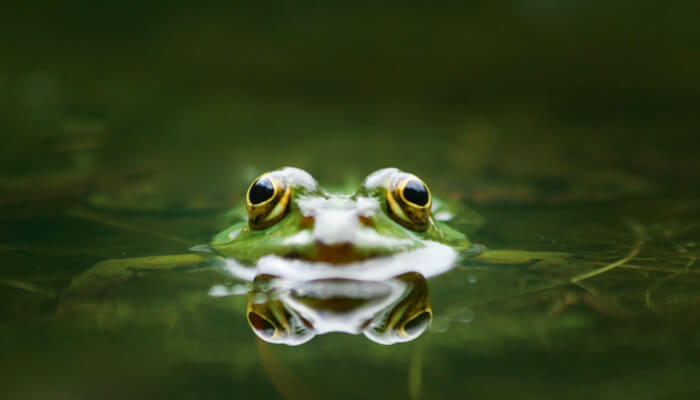 Grüner Frosch mit grossen Augen schaut aus dem Wasser