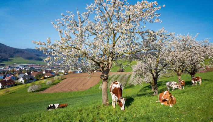 Kühe unter blühenden Kirschenbäumen im Frühling