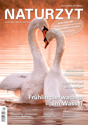 Cover März 2024 Schwäne des NATURZYT Magazin mit Verlinkung auf Yumpu