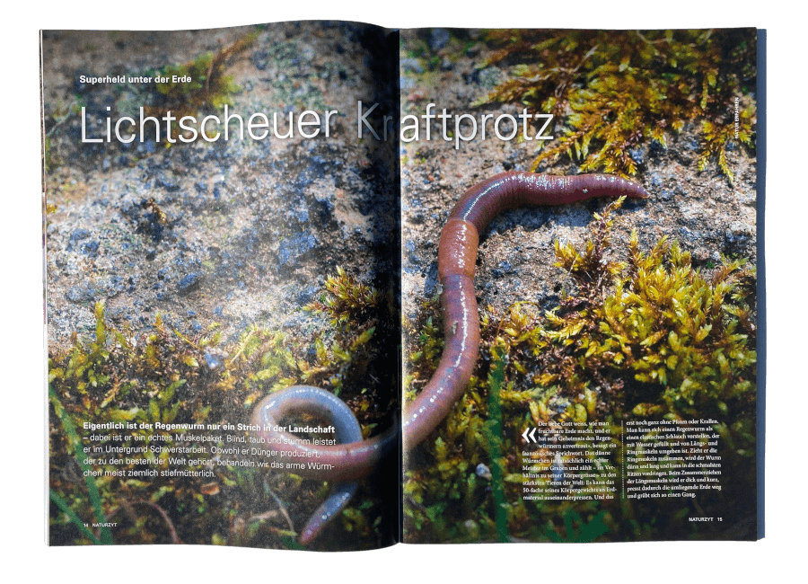 Wildtierreportage NATURZYT Magazin Sommer-Ausgabe