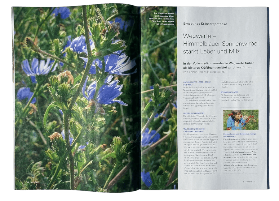 Wildpflanzen-Reportage in der Kräuterapotheke NATURZYT Magazin Herbst-Ausgabe 2026