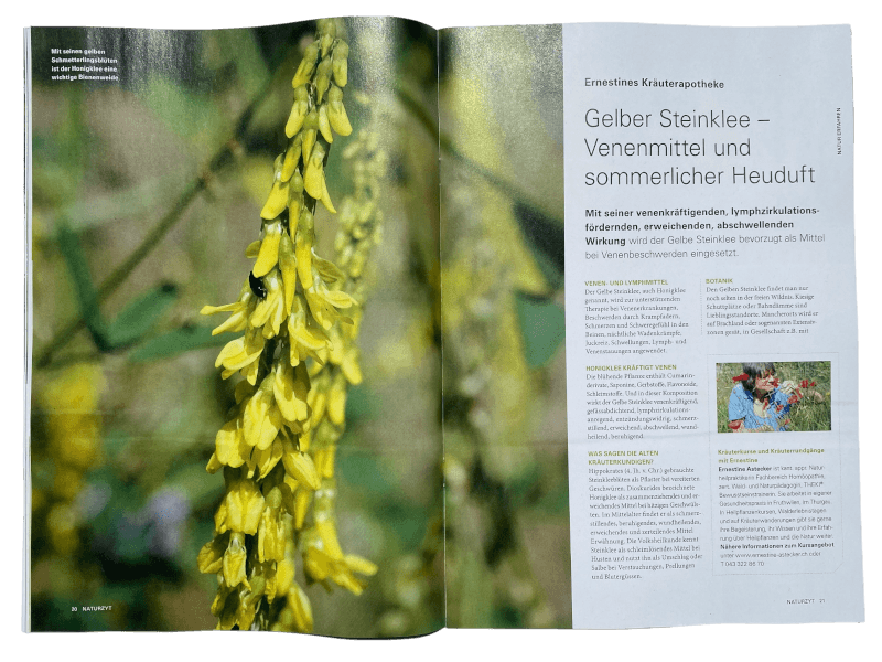 Wildpflanzen-Reportage in der Kräuterapotheke NATURZYT Magazin Sommer-Ausgabe 2026