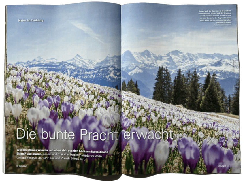Naturreportage Knospen im NATURZYT Magazin Frühlings-Ausgabe 2026