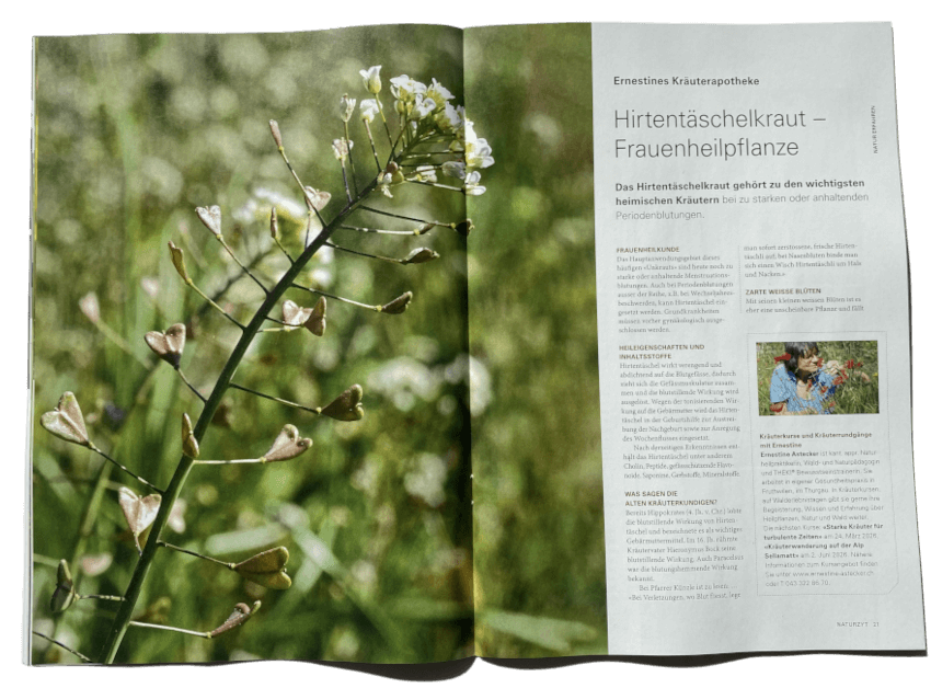 Wildpflanzen-Reportage in der Kräuterapotheke NATURZYT Magazin Frühlings-Ausgabe 2026