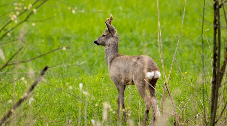 Reh auf einer grünen Wiese schaut aufmerksam