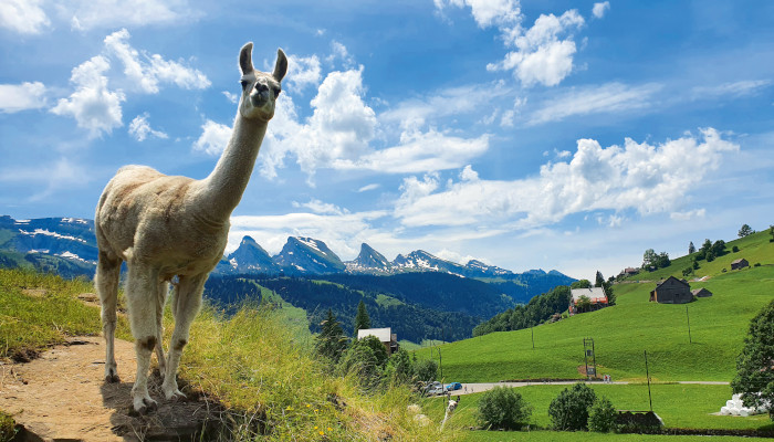 Lama in Bergkulisse bei schönem Wetter schaut frech