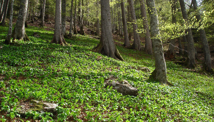 Bärlauchfeld in einem Bergwald