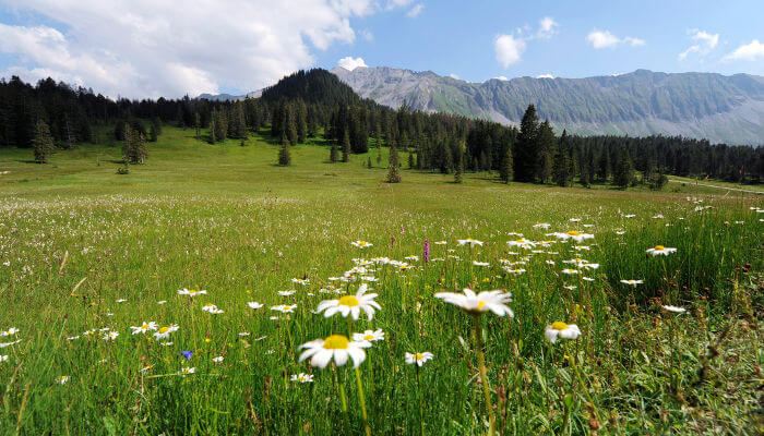 Blumenwiese mit Bergen im Entlebuch
