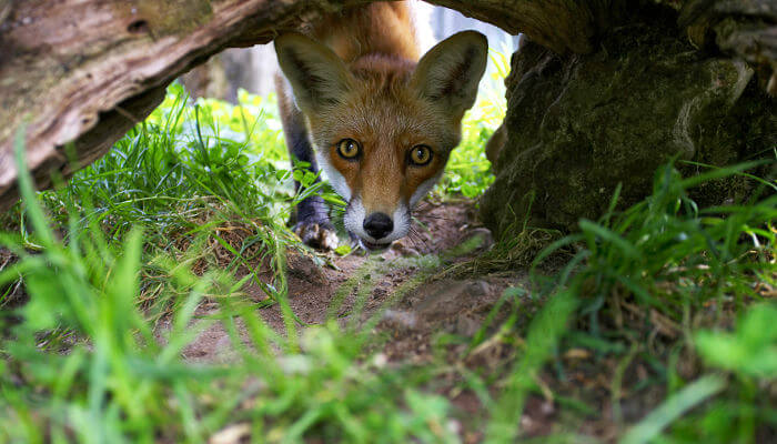 Fuchs im Natur- und Tierpark Goldau