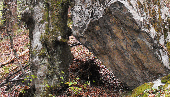 Grosser Felsbrocken wird von Baum gehalten