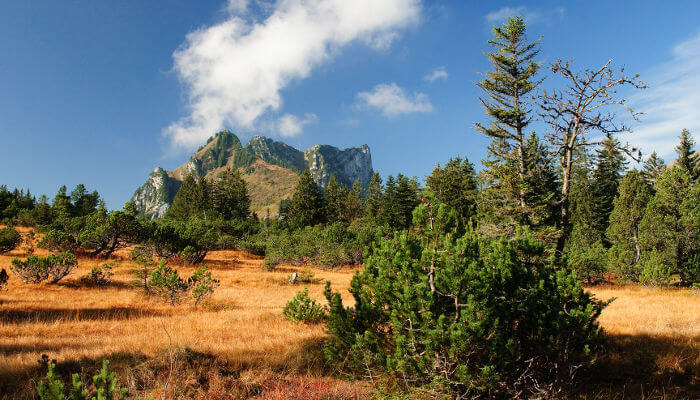 Trockene Wiesen mit Tannen vor Bergpanorama im Herbst