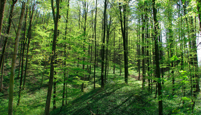 Frisch treibende Frühlingsbäume im Wald