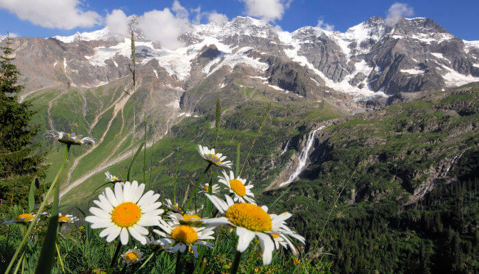 Blüten vor dem Lauterbrunnental und Bergkulissen im Herbst