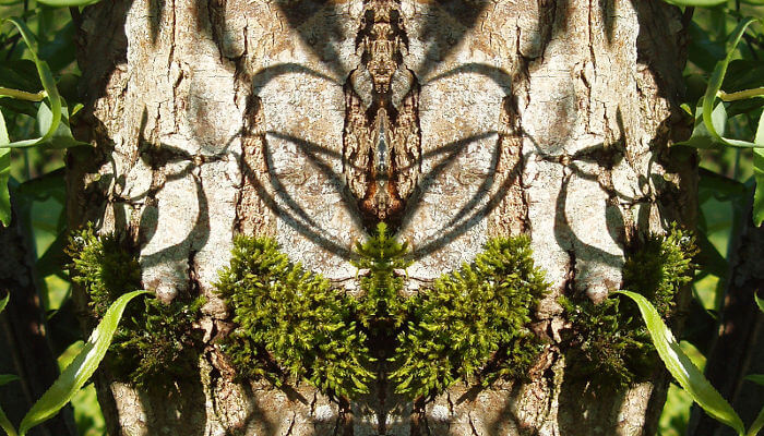 Baum gespiegelt und erkennbarem Gesicht