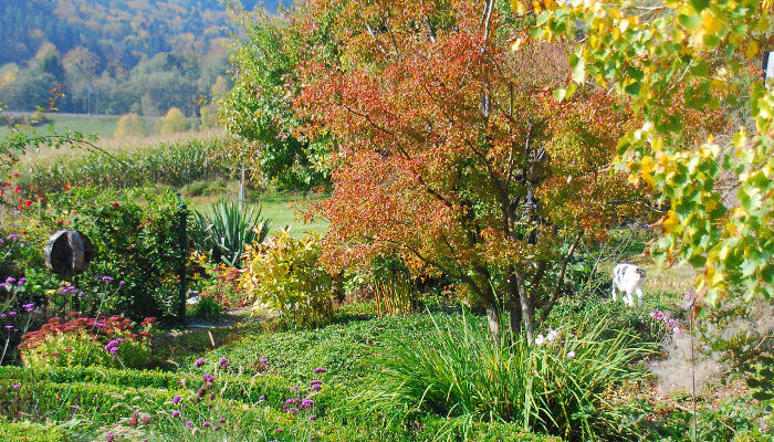 Blühende Sträucher und Pflanzen im Naturgarten im Herbst