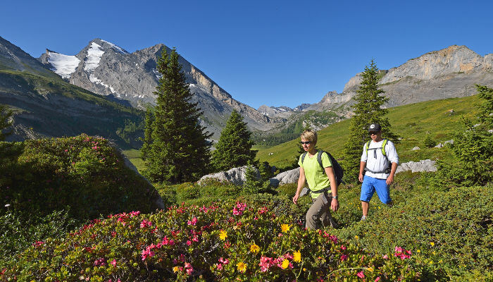 Grüne Alpweiden mit Wanderer auf dem Lötschberg