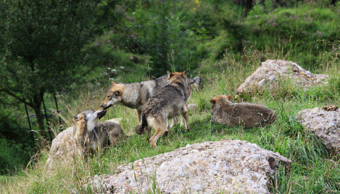 Wolfsrudel auf einer Wiese in den Bergen