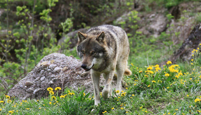 Wolf läuft über Wiese in den Bergen