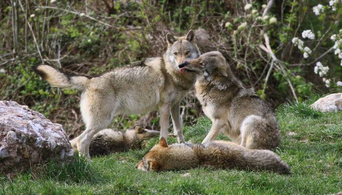 Wolfsrudel im Gehege des Tierpark Goldau
