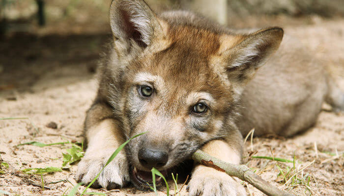 Wolfswelpe liegt am Boden und schläft