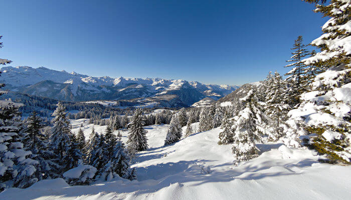 Verschneite Bergwelt mit Tannen an der Sonne