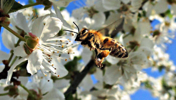 Biene im Flug vor Blüten
