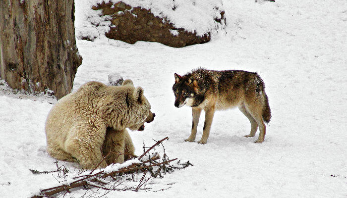 Wolf und Braunbär im Natur- und Tierpark Goldau im Winter