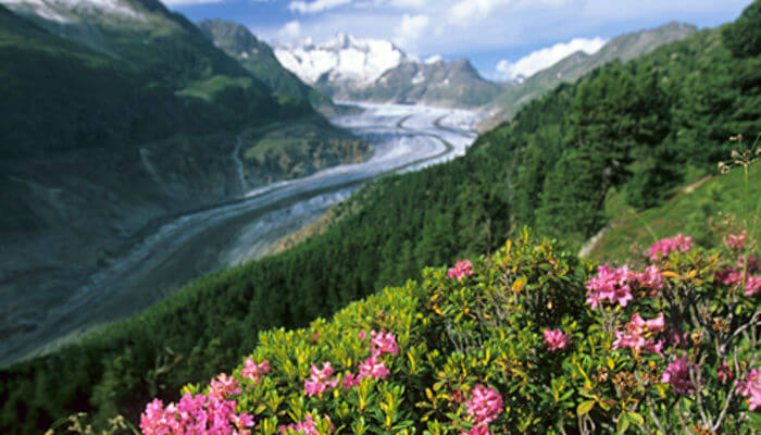 Aletschgletscher im Frühling mit Alpenrosen