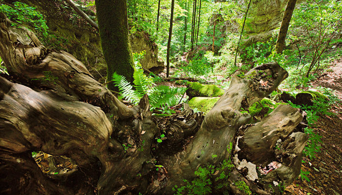 Steine, Holzstrünke, Bäume in der Wolfschlucht