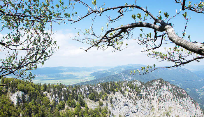 Blick durch Äste zum Creux du van mit Felsen und Bäumen