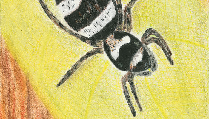 Illustration einer schwarz-weissen Spinne