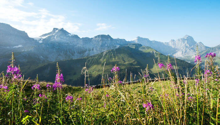 Herbstblumen auf Wiese vor Bergkulisse