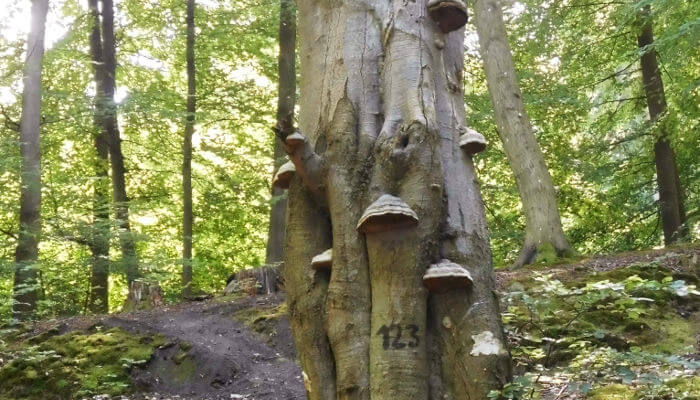 Toter Baumstamm mitten im grünen Wald