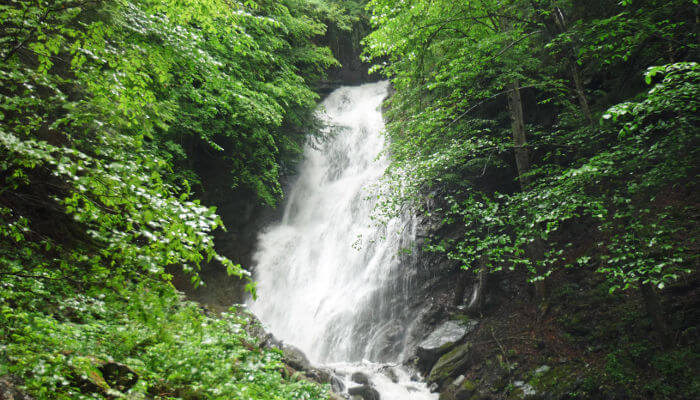 Kraftvoller Wasserfall mitten durch den grünen Sommerwald