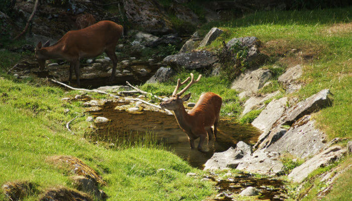 Hirsch im Wasser im Wildpark Roggenhausen