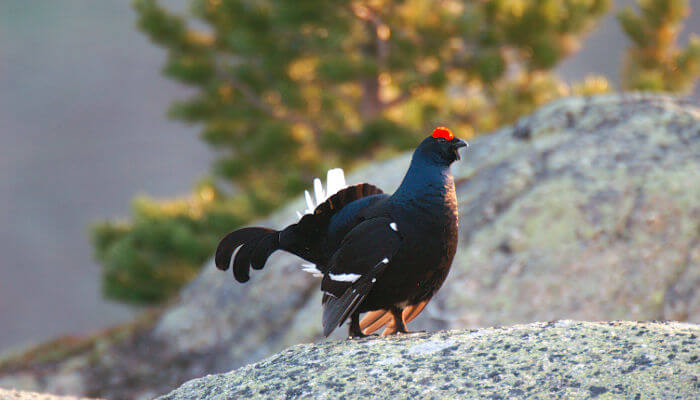 Birkenhuhn