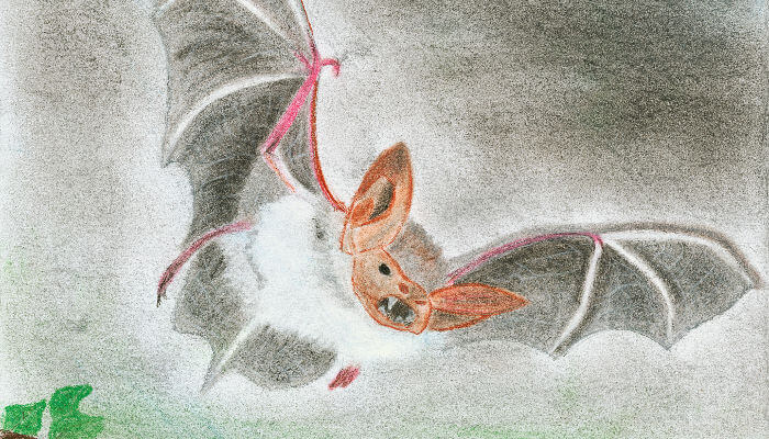 Zeichnung einer Fledermaus am Nachthimmel