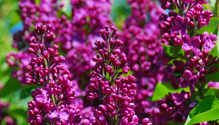 Violette Blüten des Flieder in der Sonne