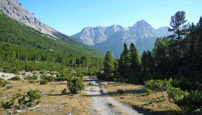 Weg durch Tannen in einem Tal des Schweizer Nationalpark im Sommer