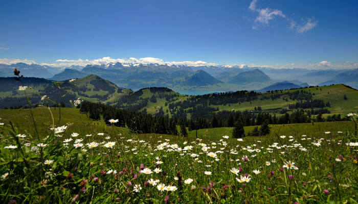 Blumenwiese im Sonnenschein auf der Rigi