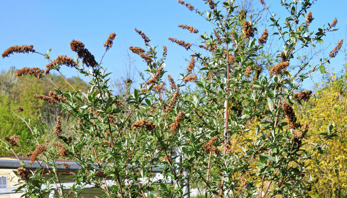 Sommerflieder-Strauch mit verblühten Blüten